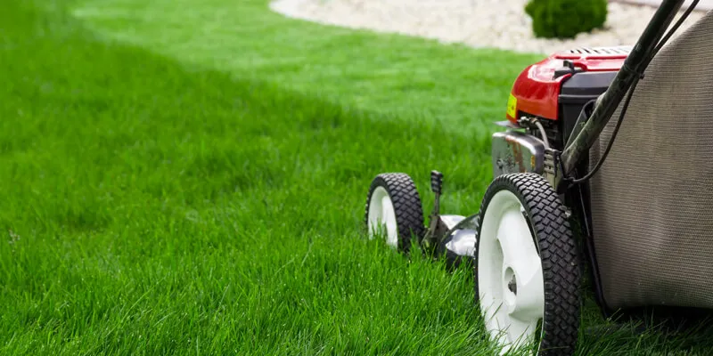 How to start a lawn as a beginner - Gen Lawn