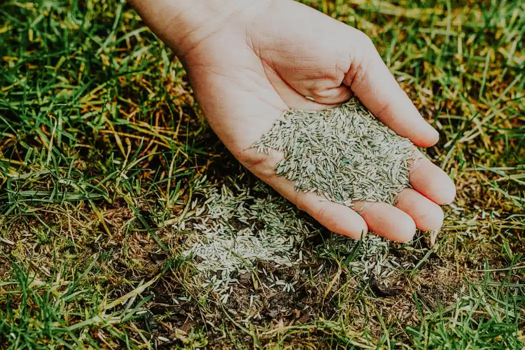How to Overseed a Patchy Lawn - By Gen Lawn