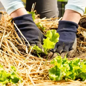 Straw Mulch