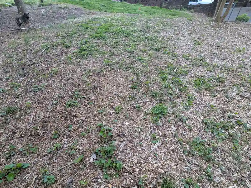 Does Mulch Kill Grass and Weeds?