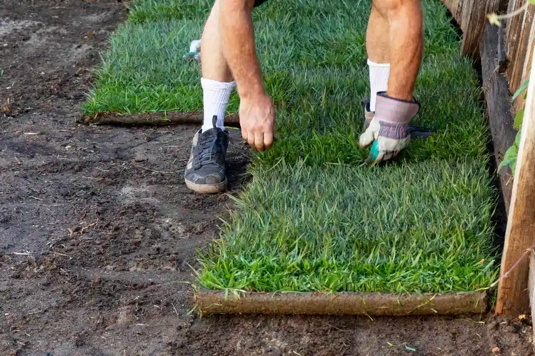 A person applying sod on soil