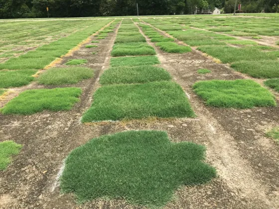 How to plant hybrid bermudagrass