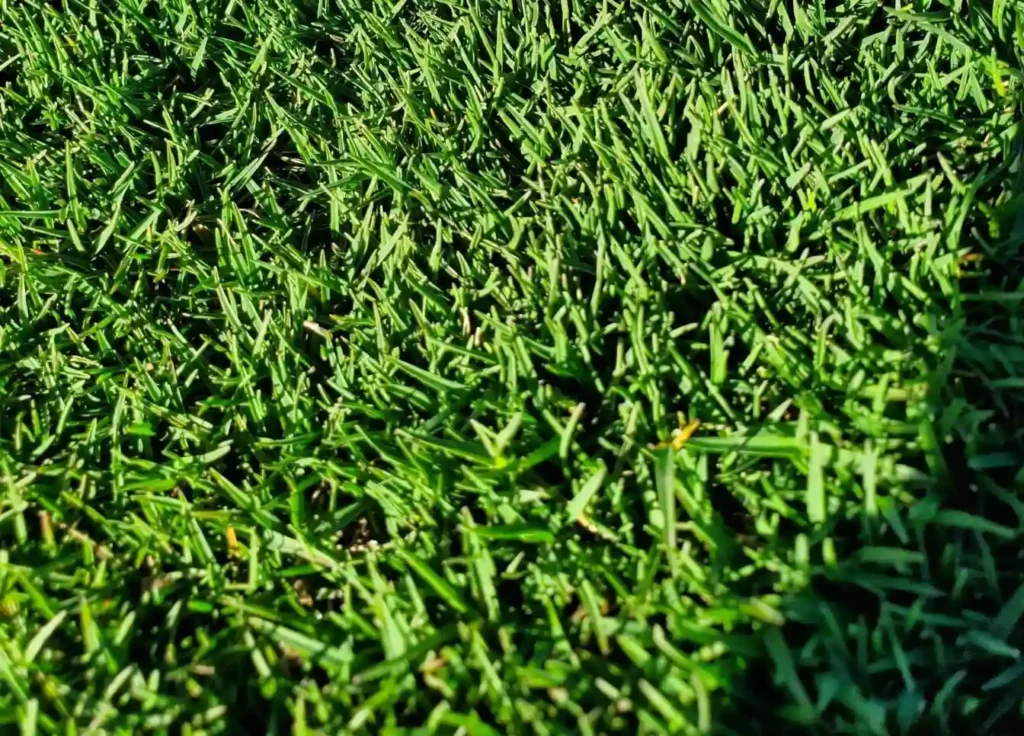Hybrid Bermuda Lawn