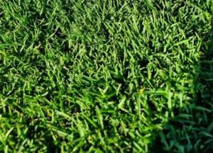 Hybrid Bermuda Lawn