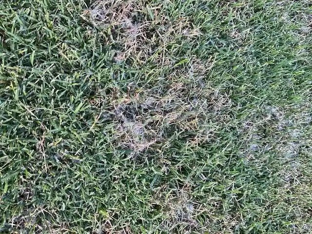 Black Lawn Fungus Identification Pictures secound identification image - Gen Lawn