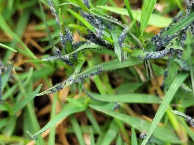 Black Thread Fungi - Gen Lawn