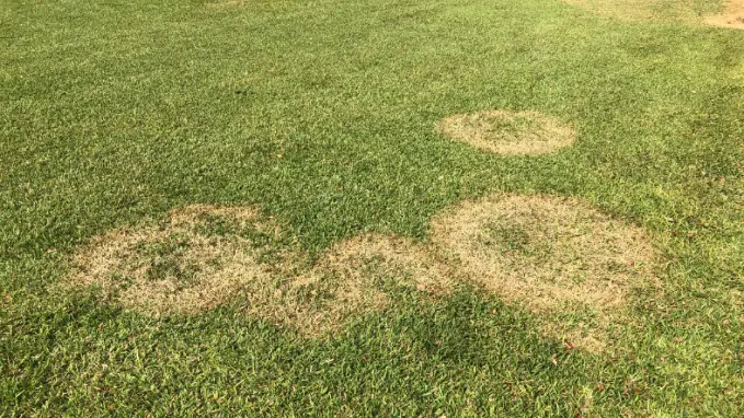 Brown Patches on Lawn in summer