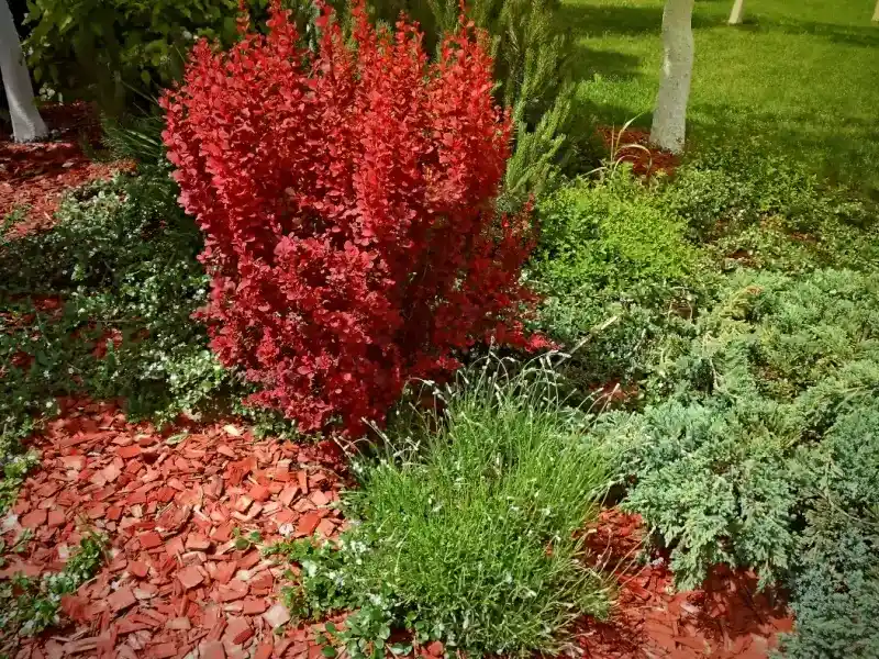 Cedar Mulch on Vegetable Garden - Gen Lawn