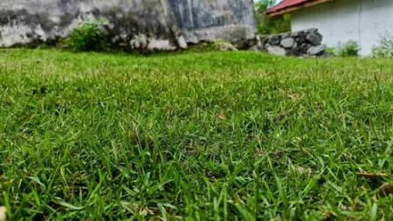 Centipede - Gen Lawn