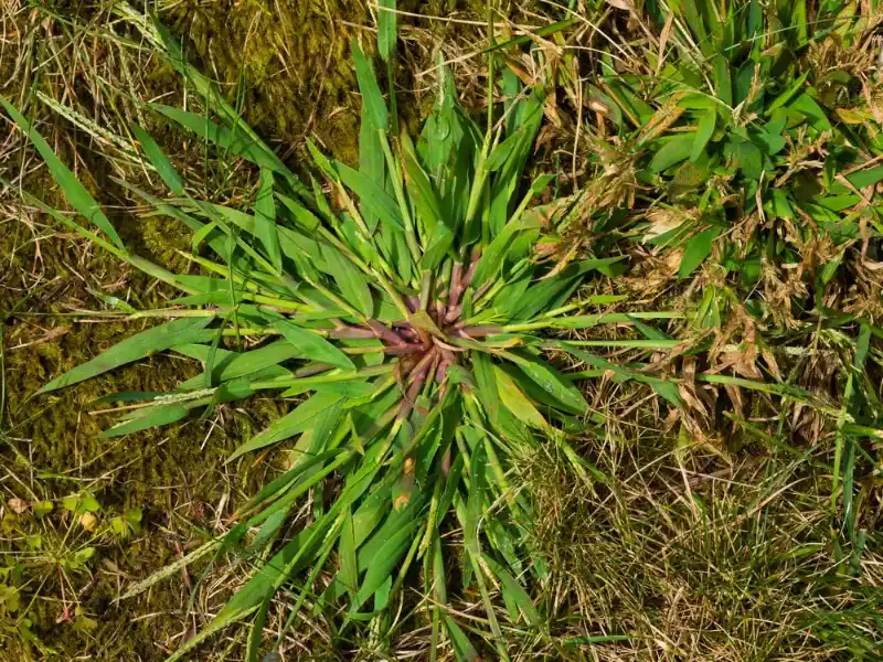 Crabgrass - Gen Lawn