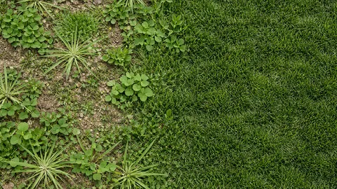Difference Between Grass and Weeds - Gen Lawn