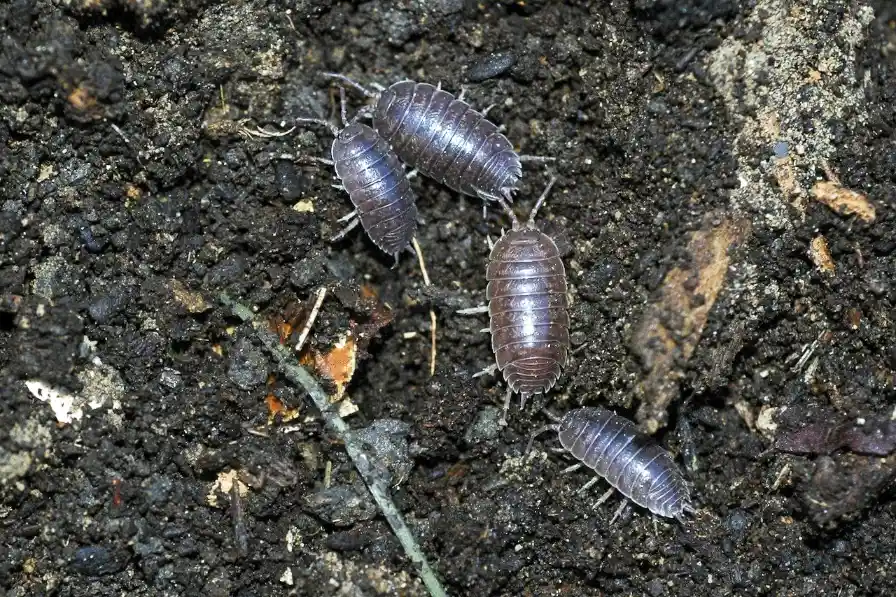 Does Mulch Attract Bugs - Gen Lawn