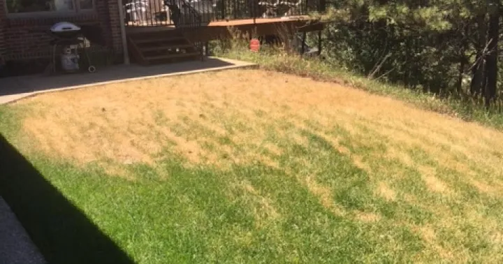 Drought Stress Lawn - Gen Lawn