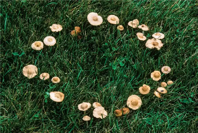 Fairy Rings in lawn - Gen Lawn