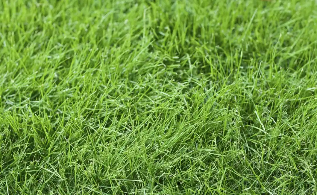 Fine Fescue - Gen Lawn