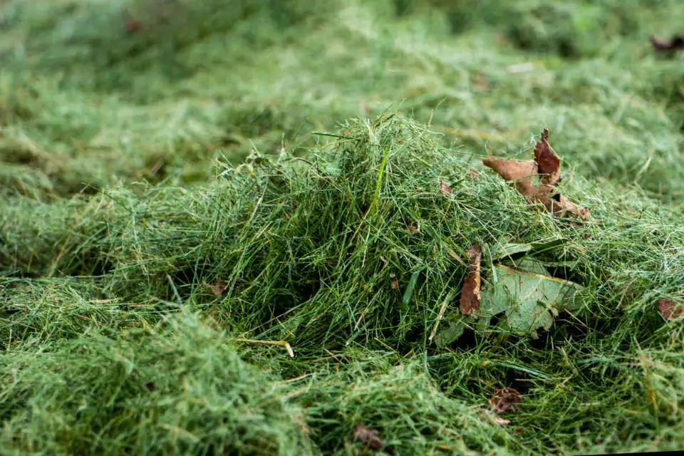 Grass Clippings - Gen Lawn