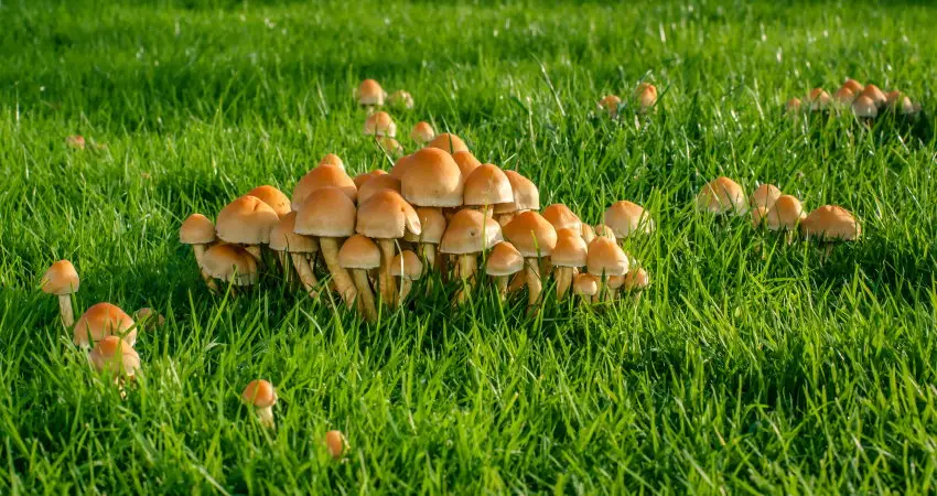 How to Get Rid of Mushrooms in Your Yard