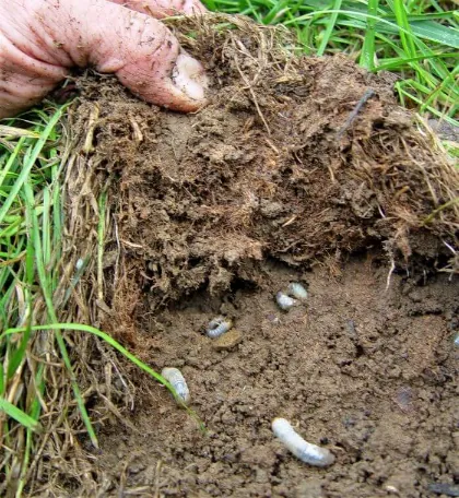 Lawn Grub and Insect Damage - Gen Lawn