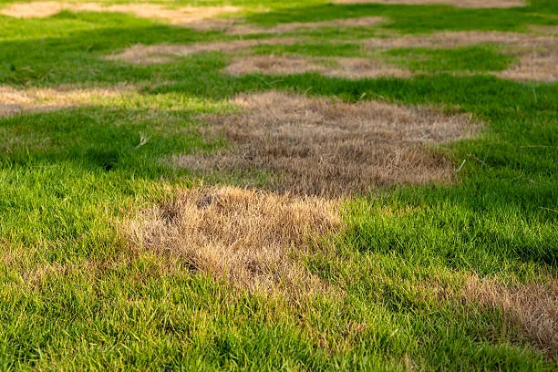 Lawn Shock and Death difference - Gen Lawn