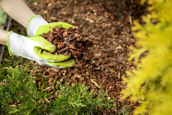 Organic mulch for tomato plants