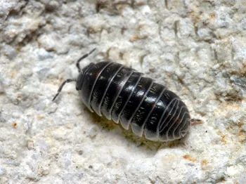 Pill bugs - gen Lawn