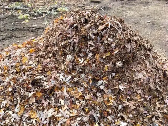 Shredded Leaves - Gen Lawn