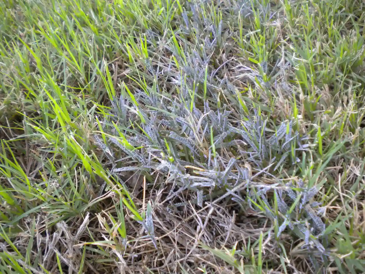 Sooty Mold - Gen Lawn