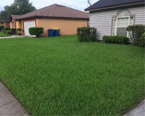 St. Augustine - Best Grass Seed for Georgia Shade - Gen Lawn