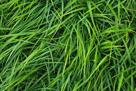 Tall Fescue