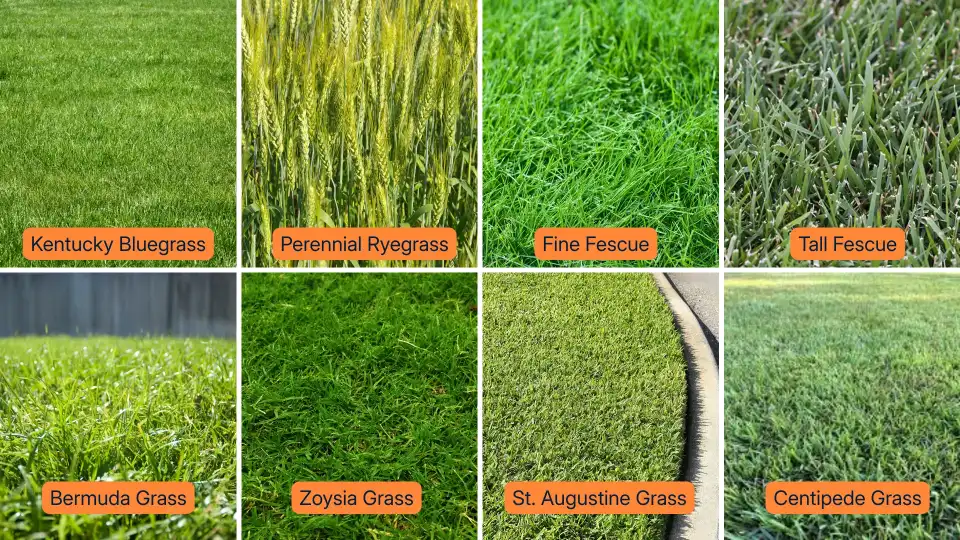Warm-Season Grasses vs cool - Gen Lawn