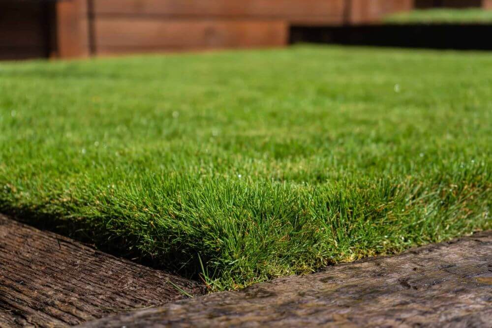 Zeon Zoysia - Gen Lawn