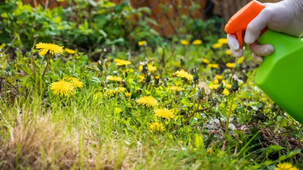 how long does weed killer last on lawn