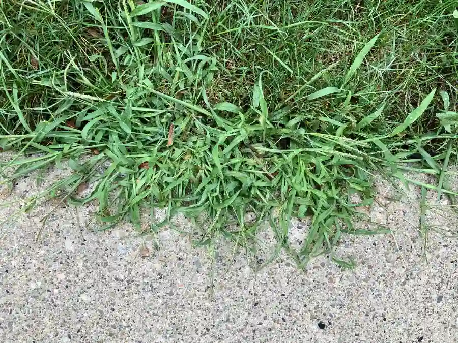 how to identify weed in grass - Gen Lawn