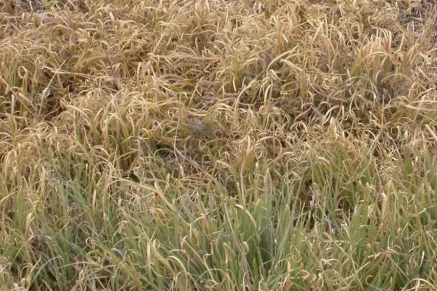 Buffalograss (Bouteloua dactyloides)