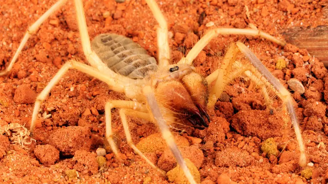 Camel Spiders