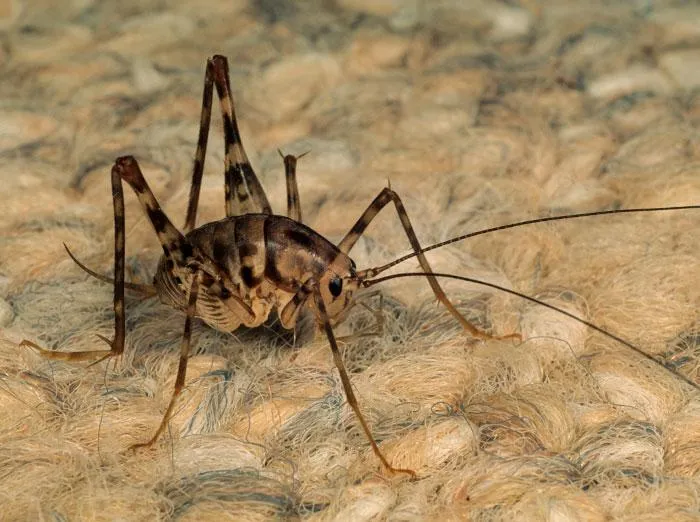 Cave Crickets (Spider Crickets)