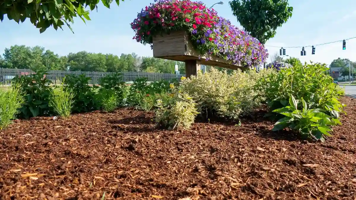Cedar Mulch and Termites - Gen Lawn
