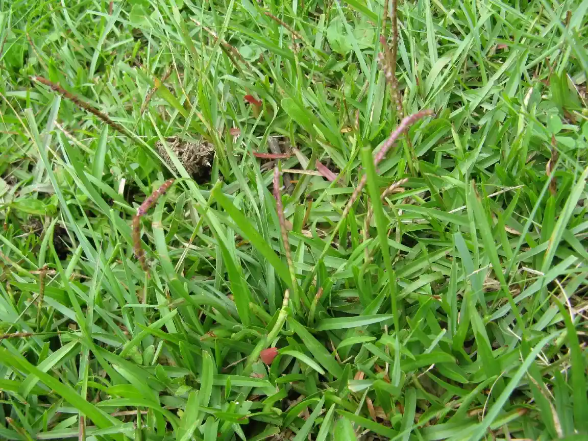 Centipede Grass (Eremochloa ophiuroides)