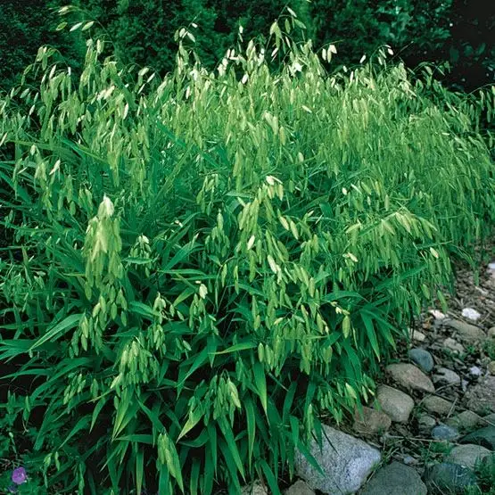 Chasmanthium latifolium