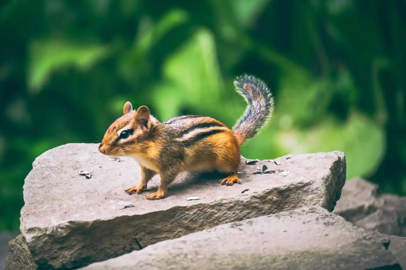 Chipmunks - Gen Lawn