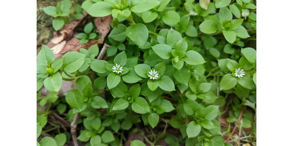 Common Chickweed in lawn - Gen Lawn