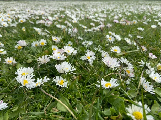 Common Daisy