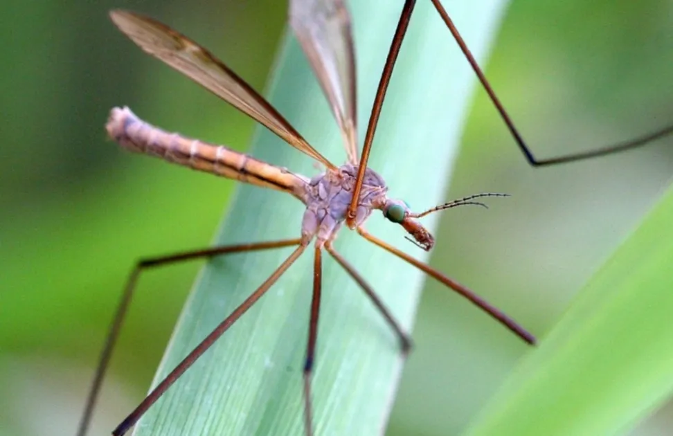 Crane Flies