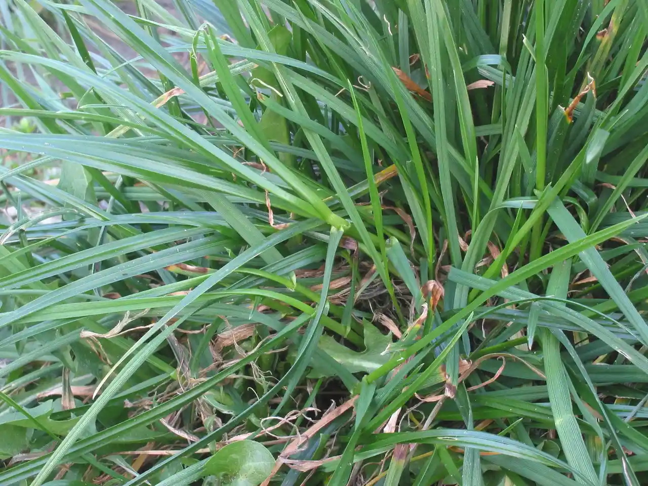 Does Ryegrass Grow in Shade