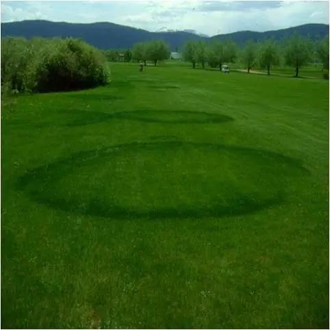 Fairy Ring type 1 on Golf Greens