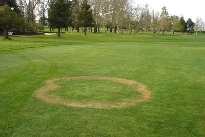 Fairy Ring type 2 on Golf Greens