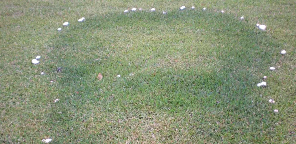 Fairy Ring on Golf Greens