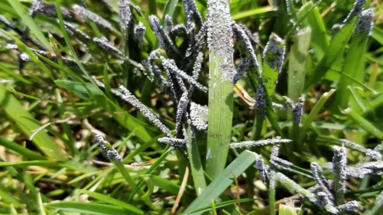 Fungus on grass