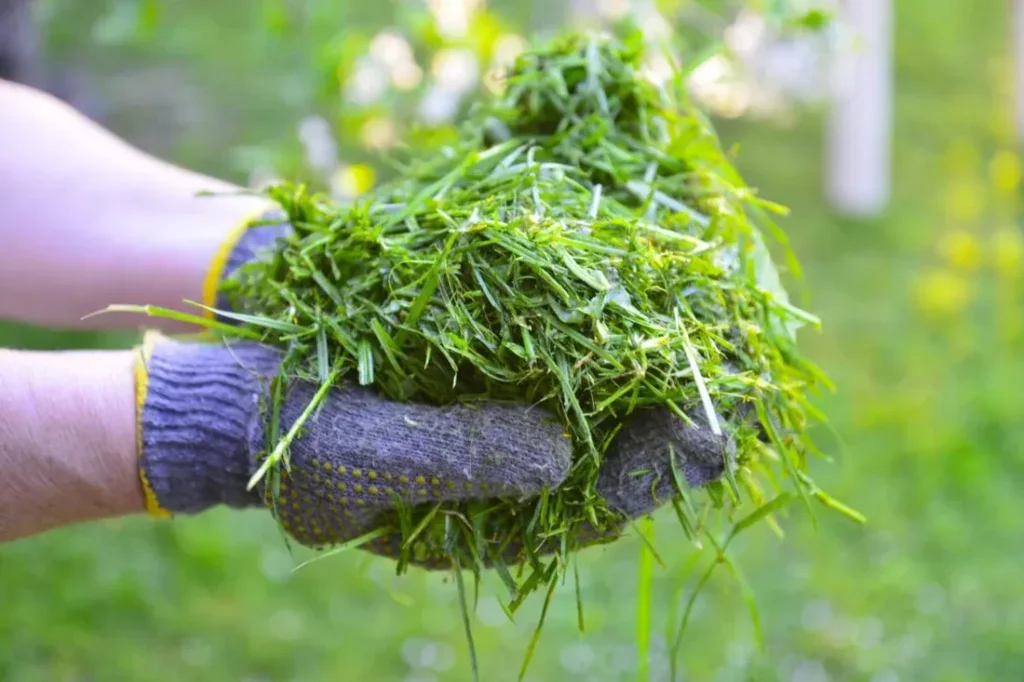 Grass Clippings as Mulch Pros and Cons