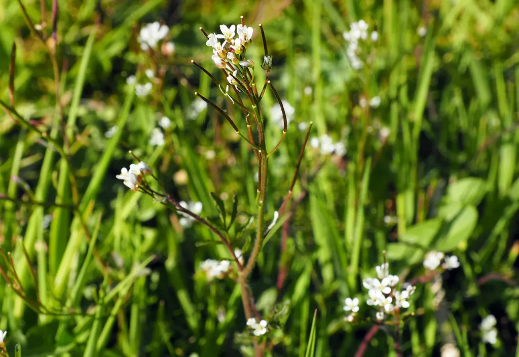 Hairy Bittercress in lawn - Gen Lawn